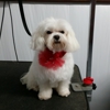 Chrissy's Cuts- Dog Grooming gallery