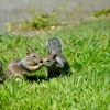 Fletcher Pest Control gallery