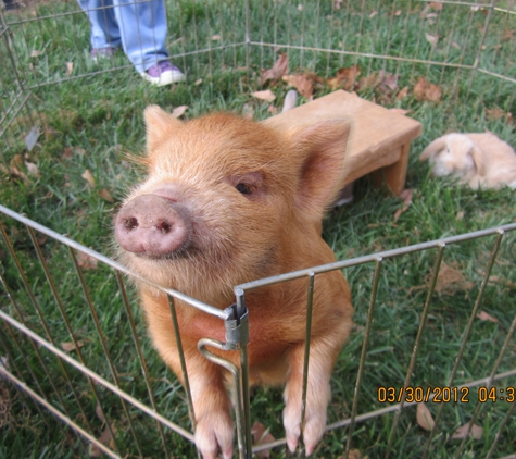 Teeny Tiny Farm Traveling Pony - Elberon, VA