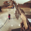Uc Museum of Paleontology gallery