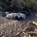 Tara Firma Farms - Farms