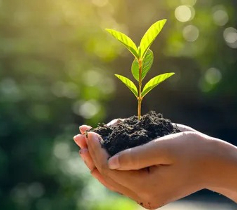 Riverina Tree Services - Leeton, NSW
