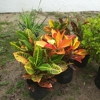 Aventura Nursery & Landscape Inc gallery