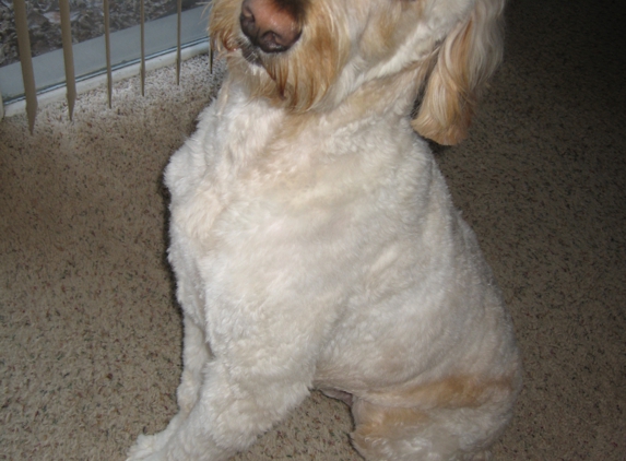 Creative Pet Grooming - Chelsea, MI. AFTER