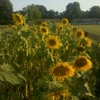 The Park at Harlinsdale Farm gallery