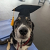 Dog Training Elite Greater Cleveland gallery