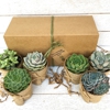 Succulent Gift Shop gallery