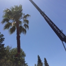 Big T's Trees - Tree Service