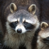 Acclaimed Pest Control Corporation gallery