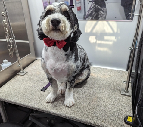 Kontota of Central Houston - Mobile Dog Grooming - Houston, TX