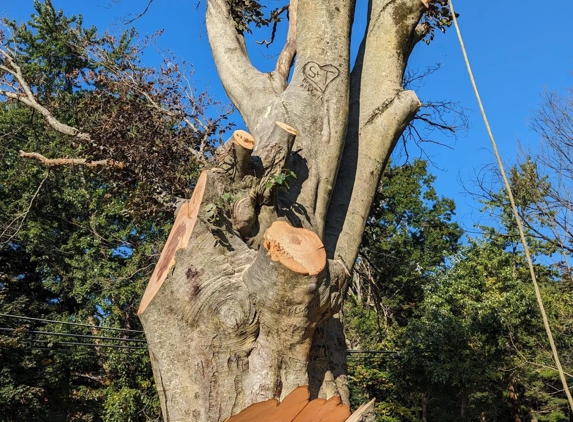 Norfolk Property Tree Service - Waltham, MA