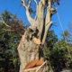 Norfolk Property Tree Service