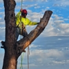 All Aspect Arborist gallery