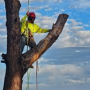 All Aspect Arborist