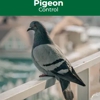 Pest Control Solutions, Inc. gallery