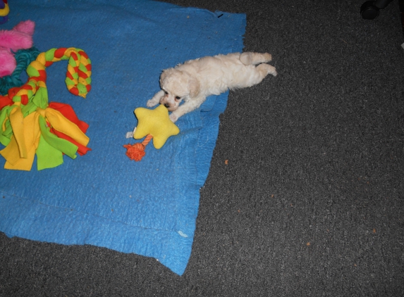 Ivory's Dog Bathing/Boarding in My Home - Lafayette, IN