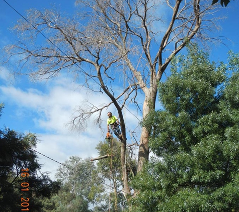Woodstock Tree and Stump Removal - Coldstream, VIC