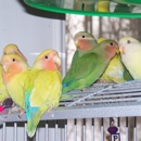 Lovebirds On the Common - Pet Stores