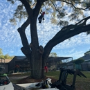 Spring Hill Tree Specialists - Tree Service