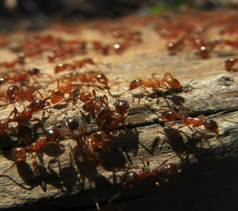 The BugMan Pest Management - Jackson, TN