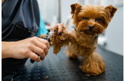 lucky puppy mobile grooming