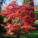 Bloom Tree Care