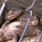 Arkansas Alligator Farm & Petting Zoo