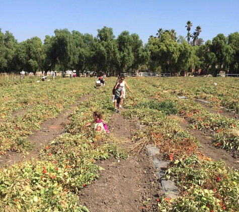 Underwood Family Farms - Moorpark - Moorpark, CA. Picking Roma tomatoes.