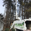 GT Optimo Tree Services, Inc gallery