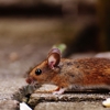 Absolute Termite & Pest Control gallery