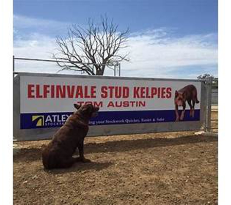 Elfinvale Stud Kelpies - Melville Forest, VIC