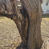 Cold Oak Tree Service gallery