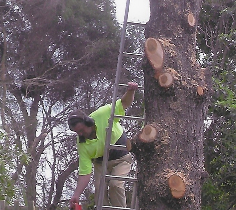 Glenmaggie Treelopping, Bobcat & Tipper Hire - Heyfield, VIC