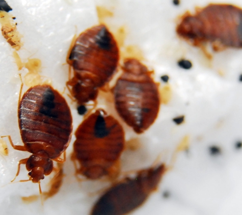 Smithereen Pest Management Services - Kansas City, MO