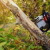 Pauls Tree Services Ltd gallery