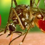 Mosquito Shield of Baton Rouge