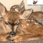 Animal Wildlife Rescue Team, Inc.