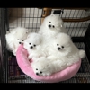 White Pomeranians For You gallery