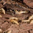 Colwell Termite & Pest Control - Termite Control