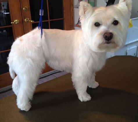 Wags & Wiggles Grooming Salon - Longmont, CO