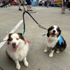 Pet Care Club gallery