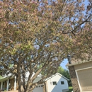 B & M Tree Service & Landscaping - Tree Service