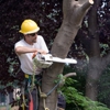 Hunt Tree Service gallery