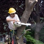 Hunt Tree Service