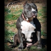 Alpha Blue Pits gallery