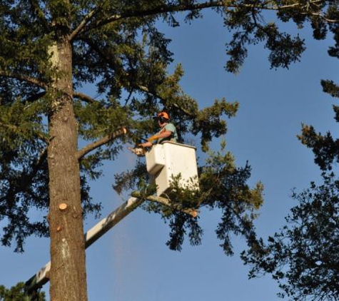 Riccabona's Landscape & Tree Service - Santa Cruz, CA