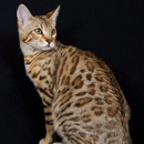 Indian creek bengals webstore - Pet Stores