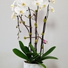 Dr Orchid Floral Design gallery