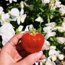 Brown's Harvest - Farms