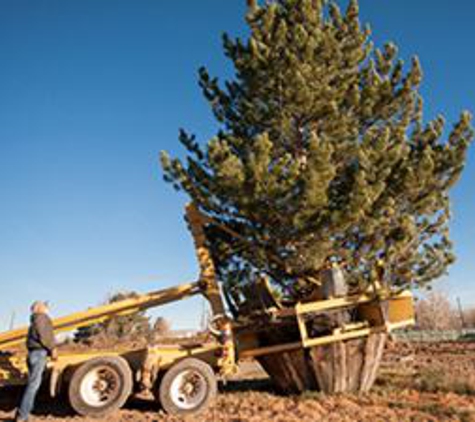 TDR Tree Services - Mesa, AZ